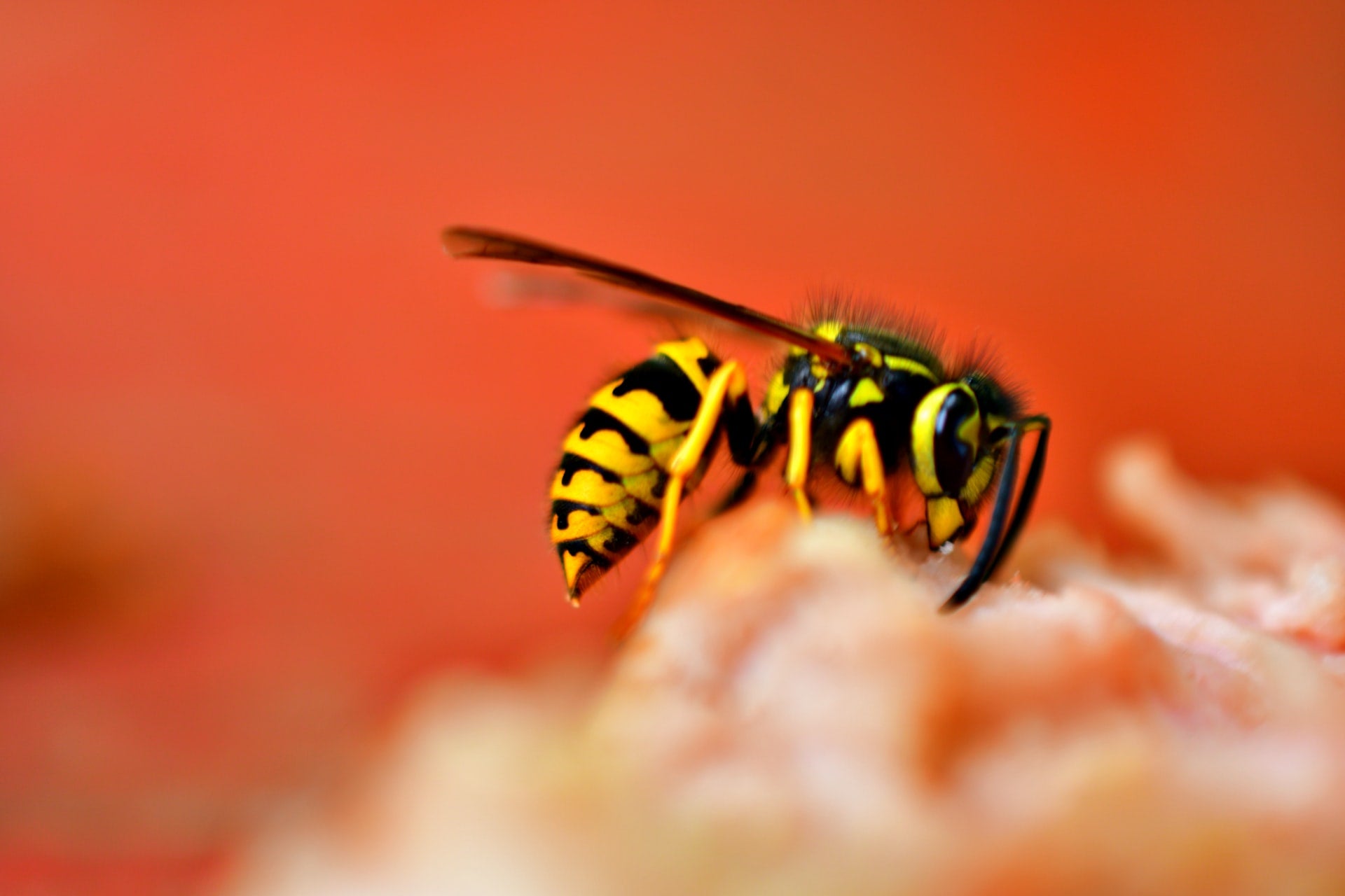 this-quick-way-to-cure-a-wasp-sting-is-hiding-in-your-kitchen-cupboard