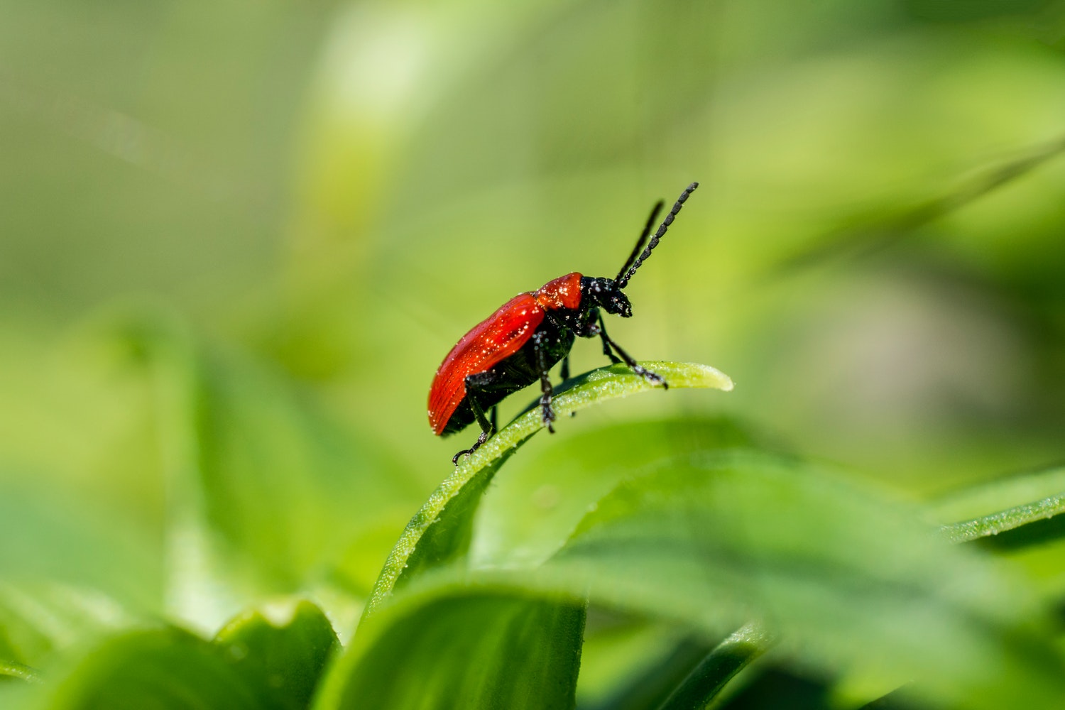 what-are-the-tiny-red-bugs-that-bite-the-natural-patch-co