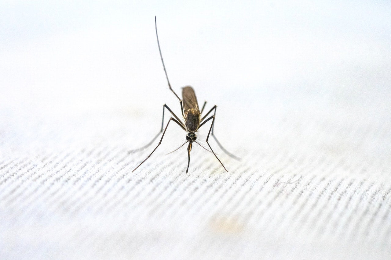 how-long-does-it-take-for-mosquito-bites-to-go-away