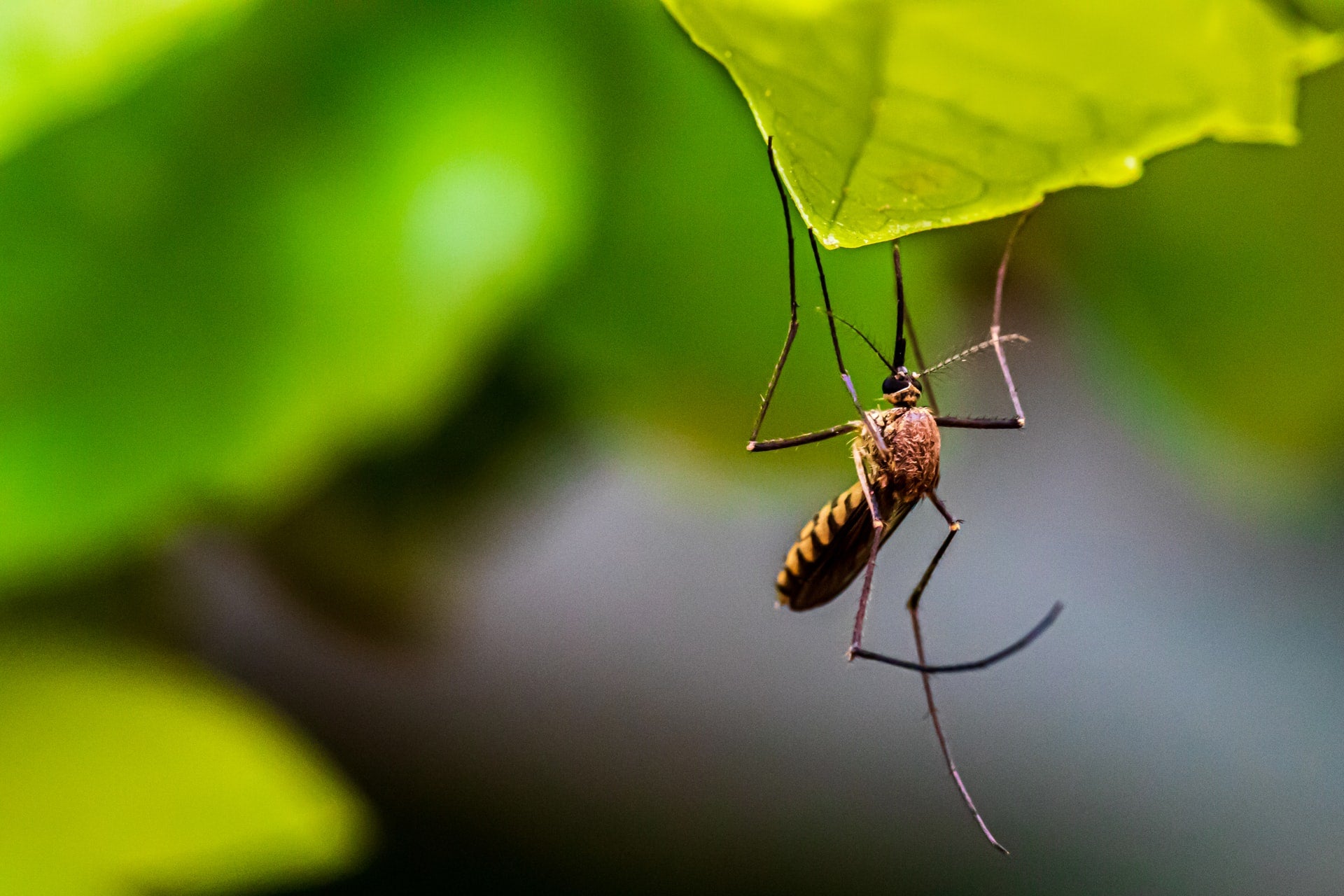 electronic-mosquito-repellents-that-work-natural-patch