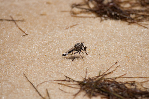 How to Get Rid of Flies, Fly, Fruit Fly, Sandfly