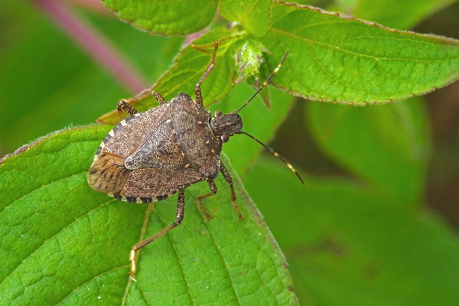 what-do-stink-bugs-eat-the-natural-patch-co