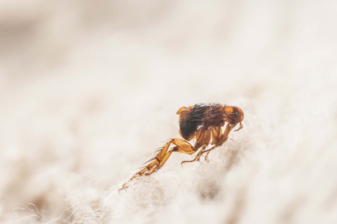 What Essential Oils Kill Fleas?
