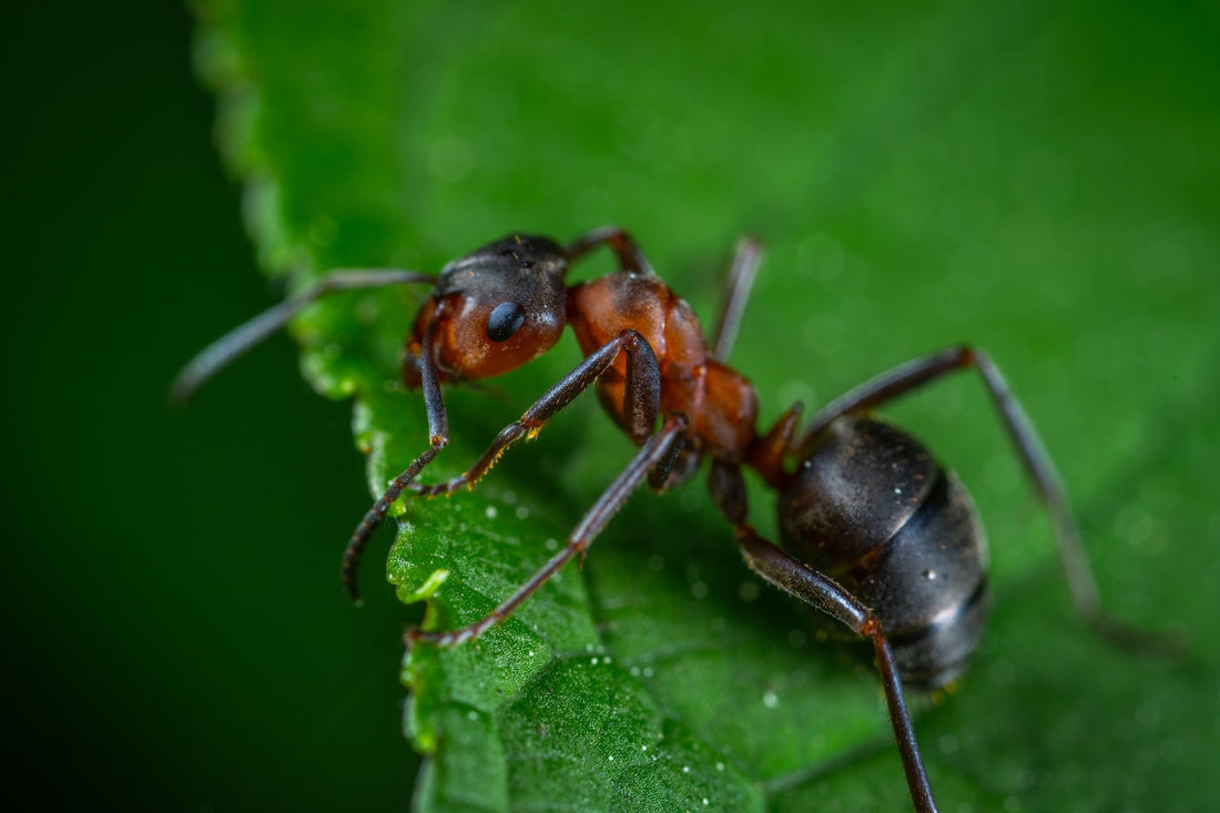 How To Get Rid of Ant Bites Overnight: Everything To Know