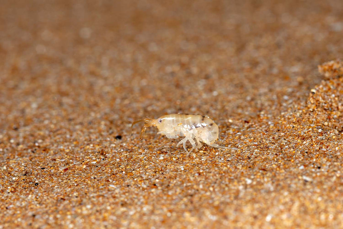 What Do Sand Flea Bites Look Like?